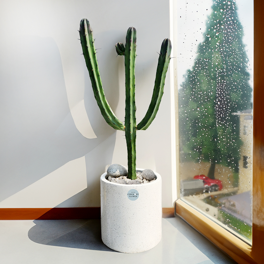 선인장 간편모음