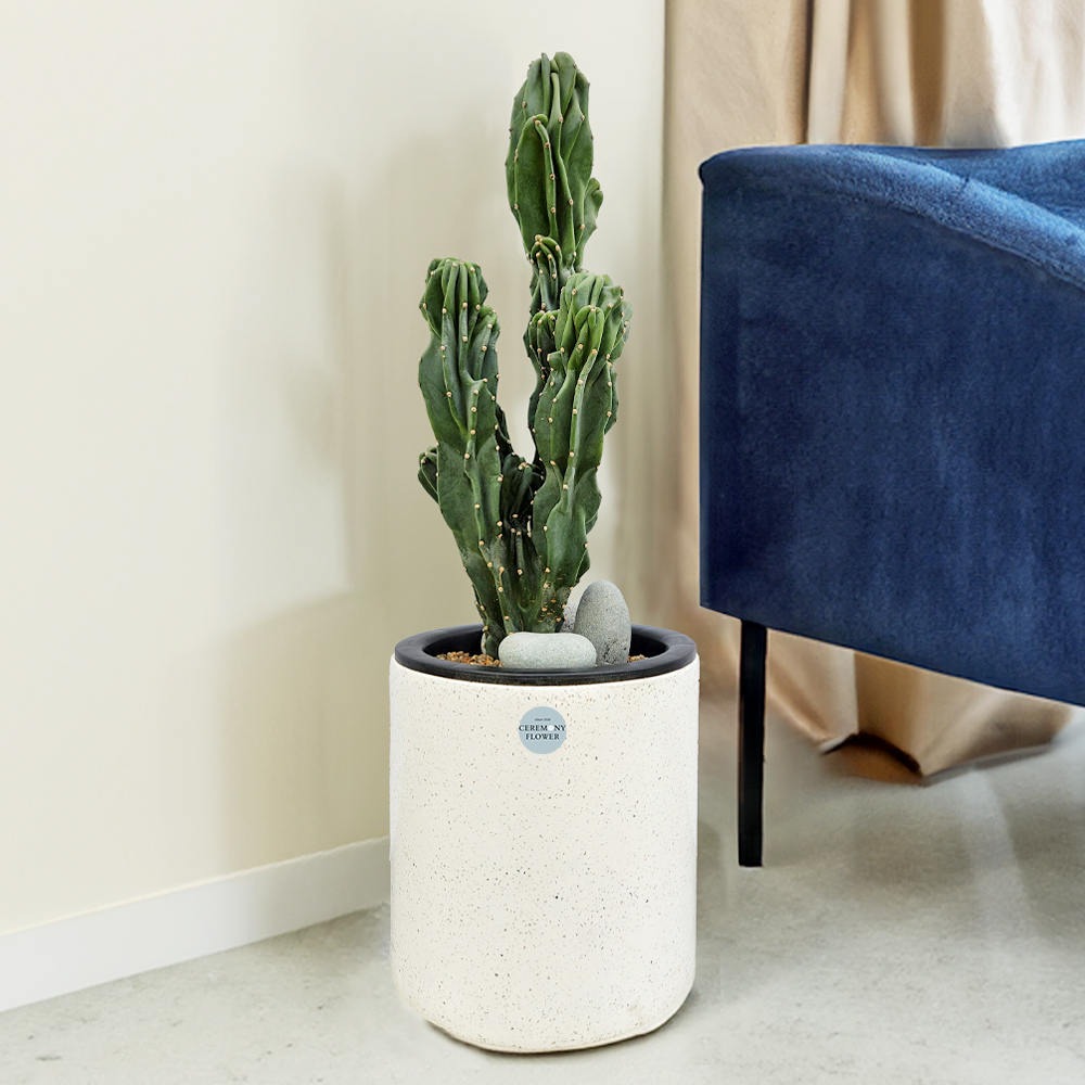 선인장 간편모음