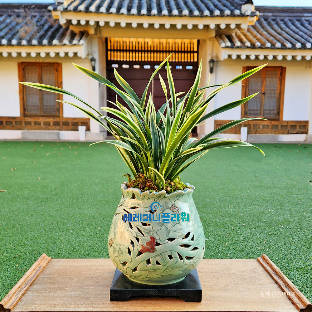 동양란12호 대국 이천도자기