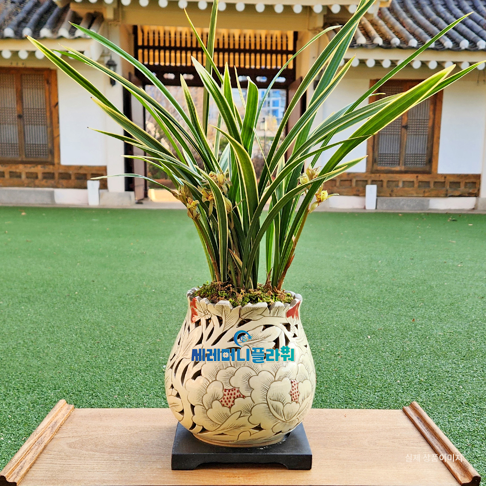 동양란13호 황룡금 이천도자기