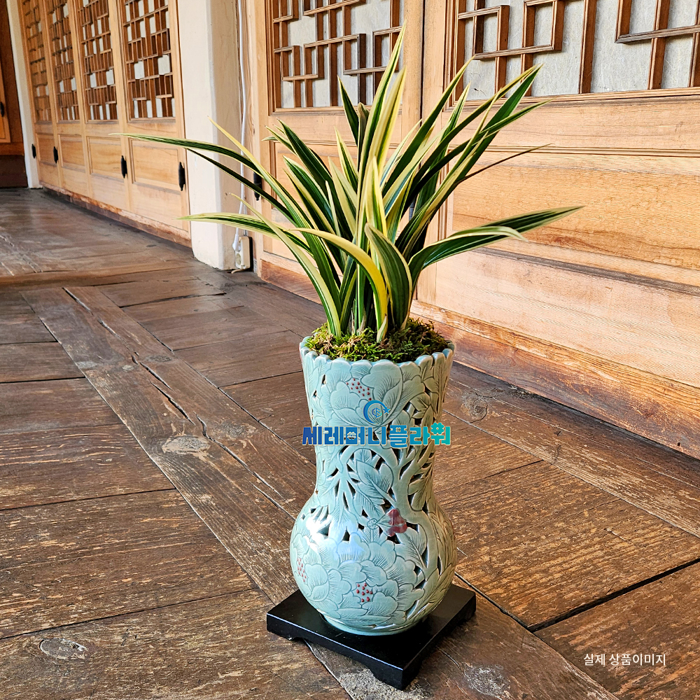 동양란14호 태양금 이천도자기