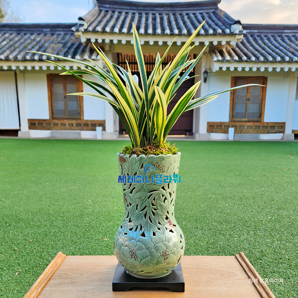 동양란14호 태양금 이천도자기