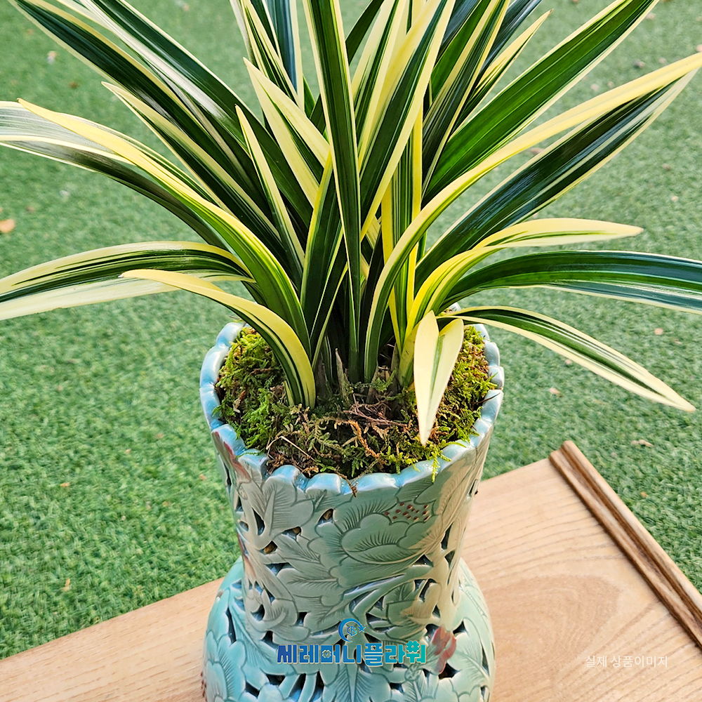 동양란14호 태양금 이천도자기