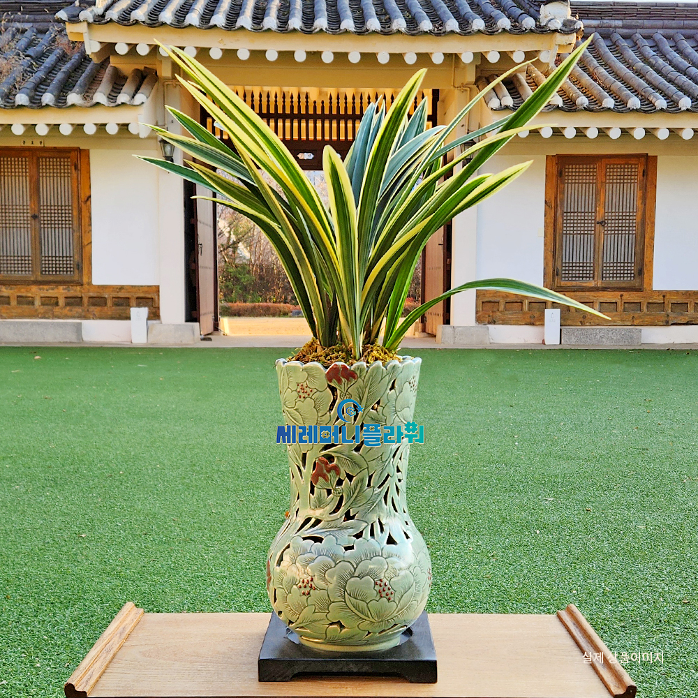 동양란15호 일향금 이천도자기