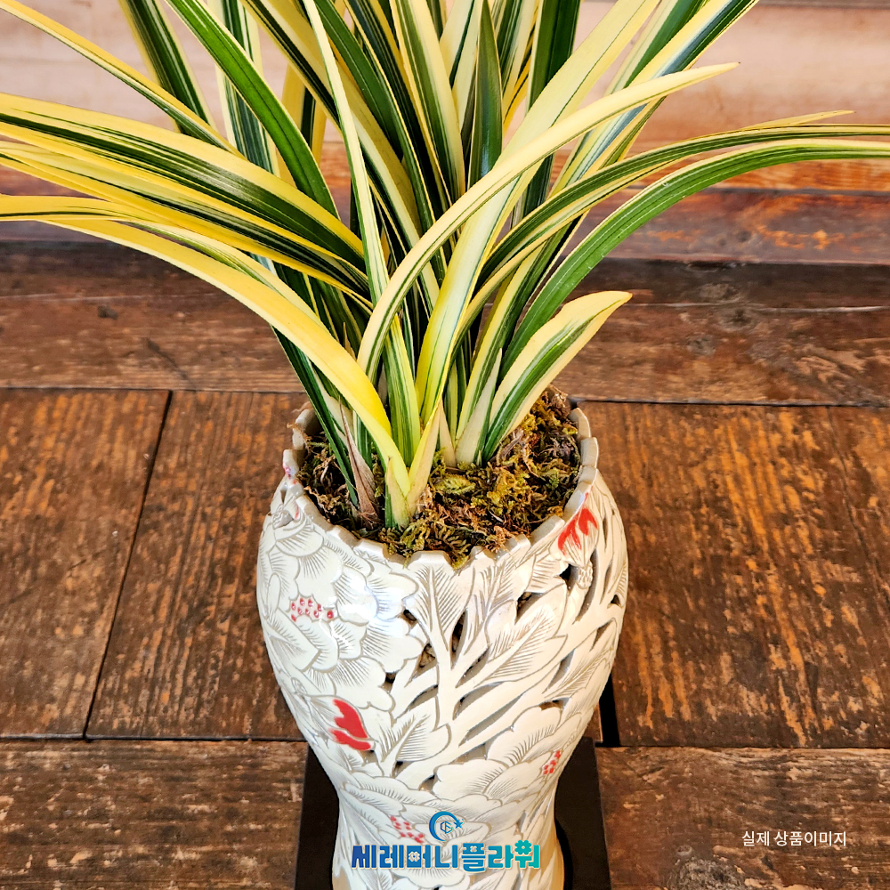 동양란16호 황금일향 이천도자기